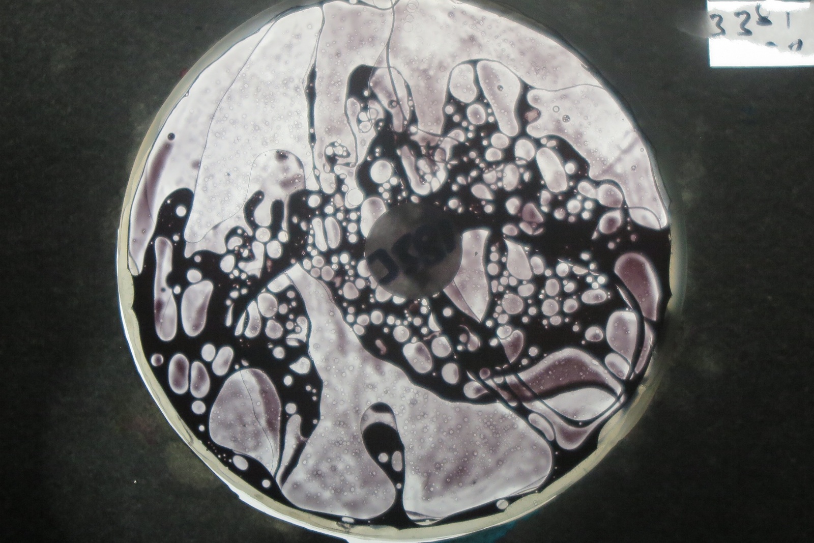 BV3381 bubble vision oil wheel